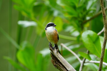 Fototapeta premium The Grey-backed Shrike (Lanius tephronotus) is a medium-sized passerine bird belonging to the shrike family, Laniidae. It is admired for its sharp hunting skills and striking plumage