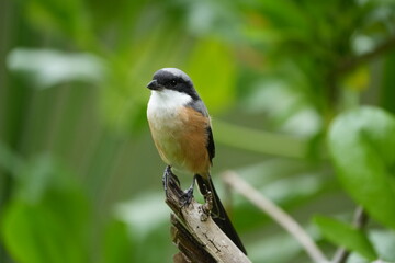 The Grey-backed Shrike is a medium-sized bird known for its keen hunting ability and striking grey, black, and white plumage&mdash;often spotted perched in open woodland or fields. 
