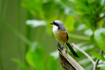 Obraz premium The Grey-backed Shrike (Lanius tephronotus) is a medium-sized passerine bird belonging to the shrike family, Laniidae. It is admired for its sharp hunting skills and striking plumage