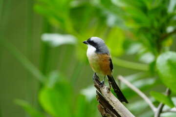 The Grey-backed Shrike (Lanius tephronotus) is a medium-sized passerine bird belonging to the shrike family, Laniidae. It is admired for its sharp hunting skills and striking plumage