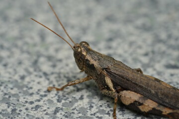 Grasshoppers are fascinating insects belonging to the order Orthoptera and the suborder Caelifera. They are well-known for their powerful hind legs, which allow them to jump great distances