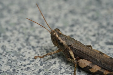 Grasshoppers are fascinating insects belonging to the order Orthoptera and the suborder Caelifera. They are well-known for their powerful hind legs, which allow them to jump great distances