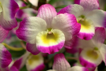 不思議で可愛らしいお花