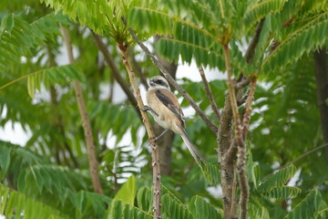 The Grey-backed Shrike (Lanius tephronotus) is a medium-sized passerine bird belonging to the shrike family, Laniidae. It is admired for its sharp hunting skills and striking plumage