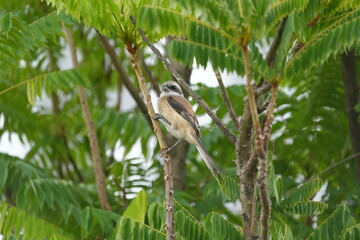 The Grey-backed Shrike (Lanius tephronotus) is a medium-sized passerine bird belonging to the...