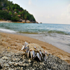 Shells clinging to rocks  on the beach