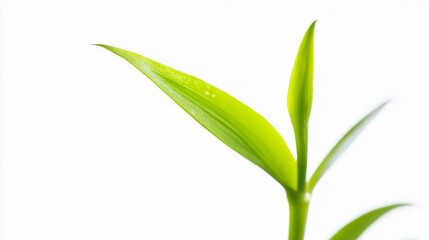 Fototapeta premium A green leaf with a stem