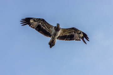White-bellied Sea-Eagle [Immature]