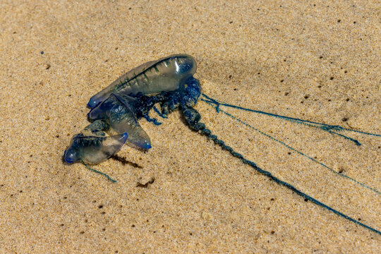 Bluebottle [Pacific Man-of-War] on a beach