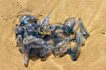 Bluebottle clump [Pacific Man-of-War] on a beach