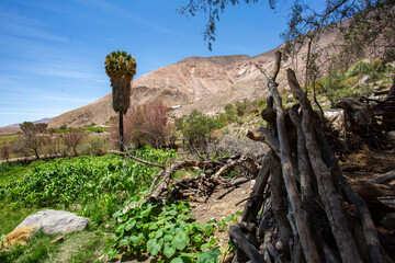 Illapata Valley in the Camarones commune, northern Chile