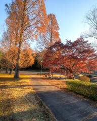 Naklejka premium 茨城県水戸市 茨城県立歴史館の紅葉とサギ 