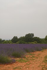 Lavender field