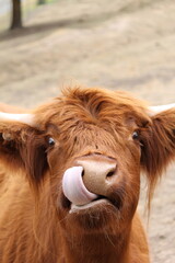 Highland cow licking nose