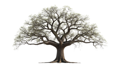 baobab tree transparent background