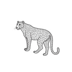 Cheetah line art vector on white background