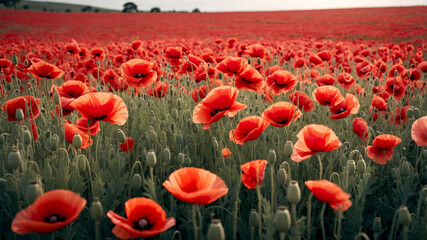 Obraz premium Dramatic Field of Poppy Flowers for Anzac Day Remembrance