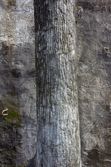 Raw Cement Plaster Concrete Surface Texture