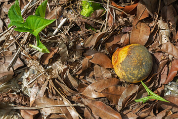 Rotten Fruit on Pile of Dry Leaves