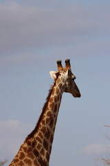Fototapeta premium Portrait Giraffe in the wild 