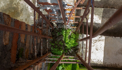 Wild Grass Growing on Concrete Building Structure