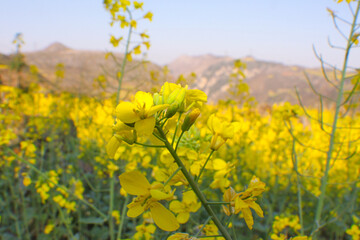 beautiful yellow rapeseed flowers , a blooming field with rapeseed against a blue sky with clouds The Golden Canola Fields of China. The rapeseed flowers are in full bloom, Luoping becomes an ocean of