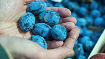 A handful of vibrant blue plums held in hands, showcasing their rich color and juicy texture. In the blurred background, a market stall filled with fresh plums creates a lively shopping atmosphere.