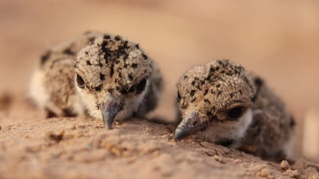  Red-Wattled Lapwing's Chicks, bokeh background, baby bird in the sand