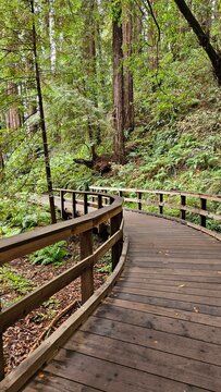 wooden bridge in forest
