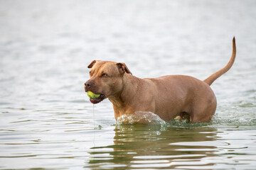Beautiful purebred dog outdoors in summer.