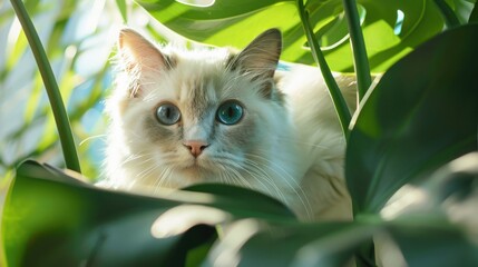 Fluffy Ragdoll cat with blue eyes hiding amongst lush green monstera leaves.