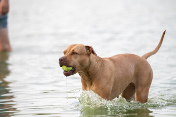 Beautiful purebred dog outdoors in summer.
