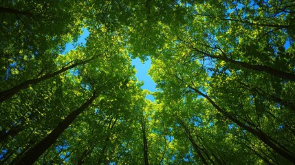 Fototapeta premium A forest scene from the ground, looking straight up at a canopy of green leaves and blue sky.