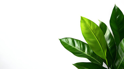 Fototapeta premium Lush green leaves on white background.