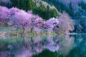 中綱湖の桜