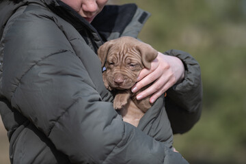 Portrait of a beautiful American Pit Bull Terrier puppy.