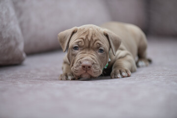 Portrait of a beautiful American Pit Bull Terrier puppy.