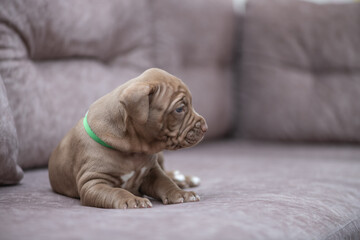 Portrait of a beautiful American Pit Bull Terrier puppy.
