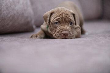 Portrait of a beautiful American Pit Bull Terrier puppy.