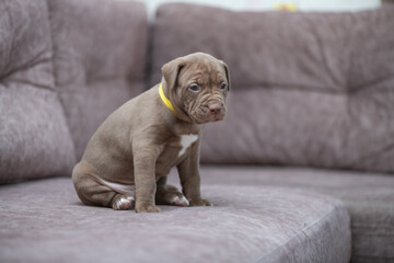 Portrait of a beautiful American Pit Bull Terrier puppy.
