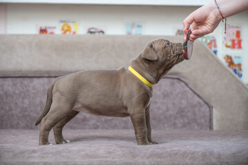 Portrait of a beautiful American Pit Bull Terrier puppy.