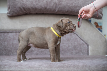Portrait of a beautiful American Pit Bull Terrier puppy.