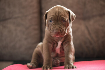 Portrait of a beautiful American Pit Bull Terrier puppy.
