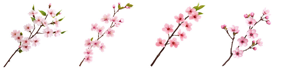 Obraz premium Delicate pink cherry blossom branches with vibrant blooms and green leaves