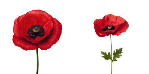 Vivid red poppy flowers with dark centers, showcasing natural beauty and elegance