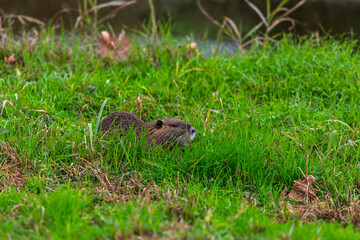The nutria (Myocastor coypus) in the grass on the lake shore