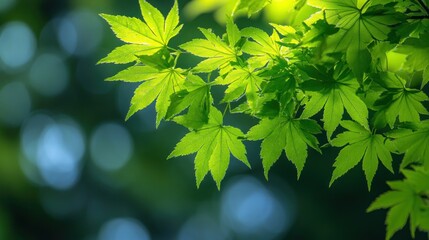 Vibrant green maple leaves backlit by sunlight, bokeh background.