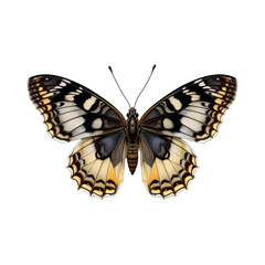 Fototapeta premium butterfly