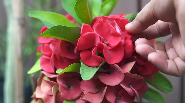 The red Euphorbia Milli or Crown of thorn flowers are blooming beautifully.