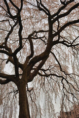 京都　本満寺の枝垂れ桜（枝垂桜）（日本京都府京都市） Kyoto - Weeping cherry blossoms (shidazakura) at Honmanji Temple (Kyoto City, Kyoto Prefecture, Japan)